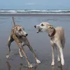 tilly_buddy_whippet