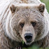 bear_682