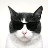snow.thecat.lb