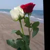 sosohasnn