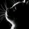 thelastwolf_8
