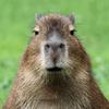 capybara4thewin