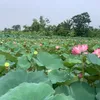 saomabuonvay