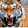 harimau.77