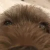 cutedogsi