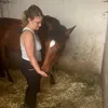 cheval698