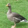 sebstroyer0