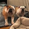 stpauldogmom