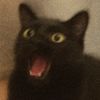 steel_cat