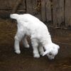woollite