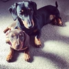 mrandmrsdachshund