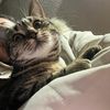 catiefull