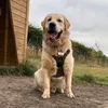 danfuzzy