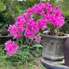 QuangTạ 98