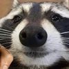 raccooncapybara