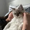 mishaneva