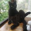 black_cat.0306