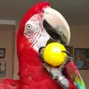 iagothemacaw