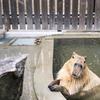 capybarafacts