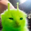vonsei