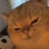 glup_shitto420