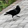 edgarthecrow