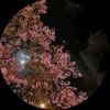 kennygomez_444
