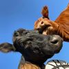 Funnyfarm