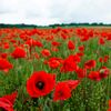 the_redflower19