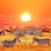 am.proxy_zw