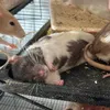 Rats