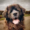 kobi_the_leonberger