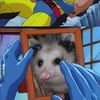 virginia_opossum