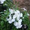 abo.mohammed75