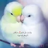 rsal773