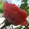 user7681086705049