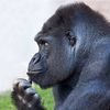 gorillaguy12345