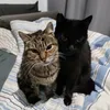 housetigersbcn
