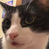 john_mcclane_cat