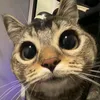 lastcatoooo