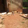 meuspets10mais3gatos