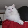 leekojia
