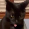 olivexkitty
