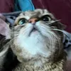 cesi.tripodcat