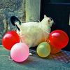 catwitharibbonandsword