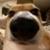 whenbutpapu