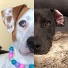 mustlovedogs_pitsky