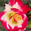 peacefulplanet4us
