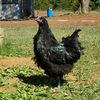 farmhousethimble