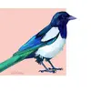 gothic.magpie